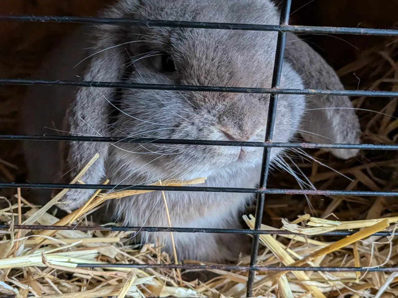 Billede 2 - Sød og tam minilop hankanin