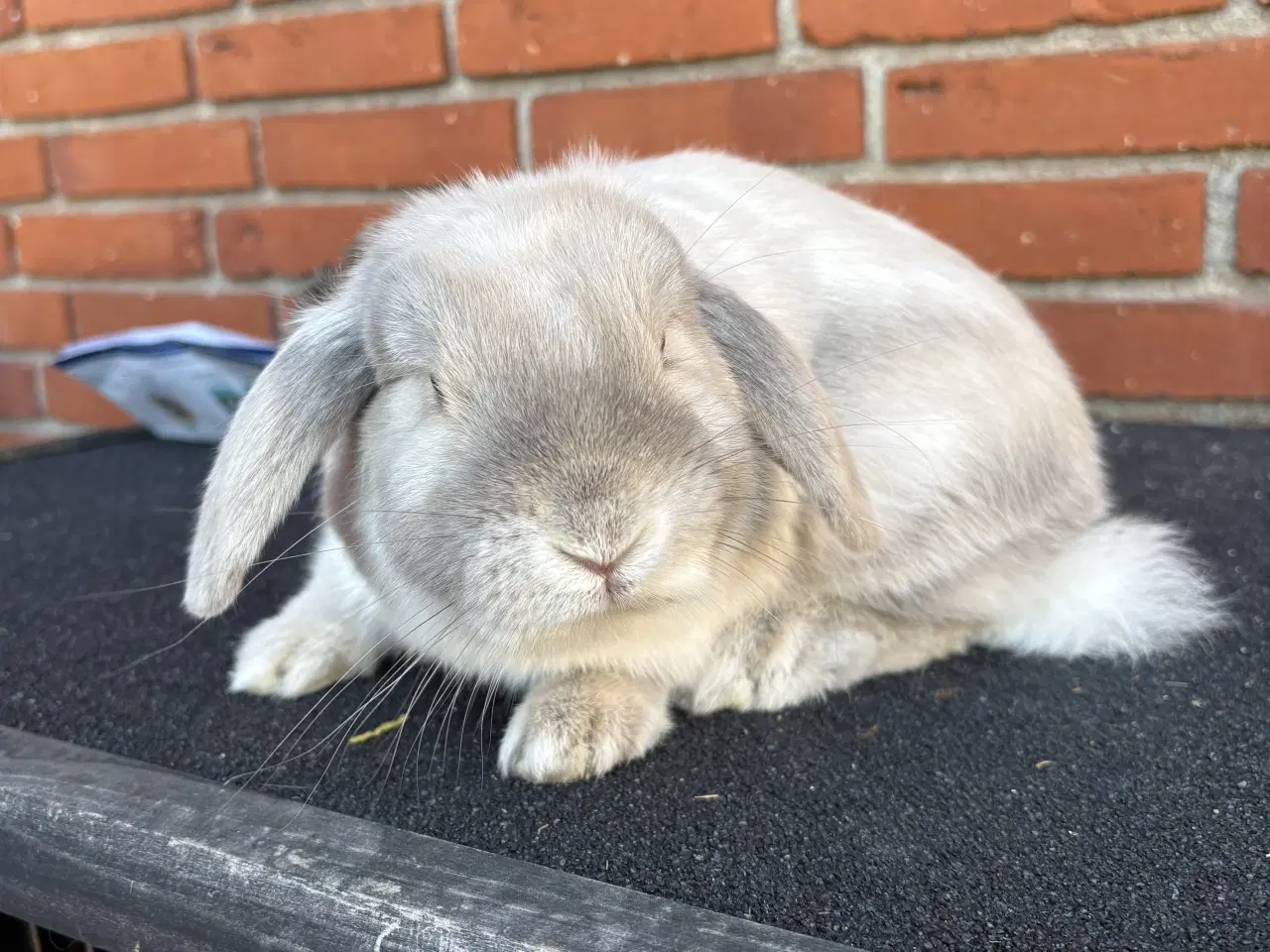 Billede 3 - HUN kanin 