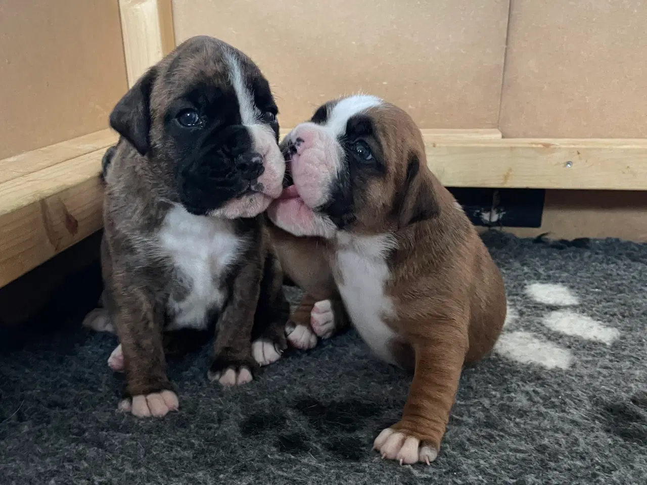 Billede 2 - Boxer hvalpe, 2 piger og 1 dreng