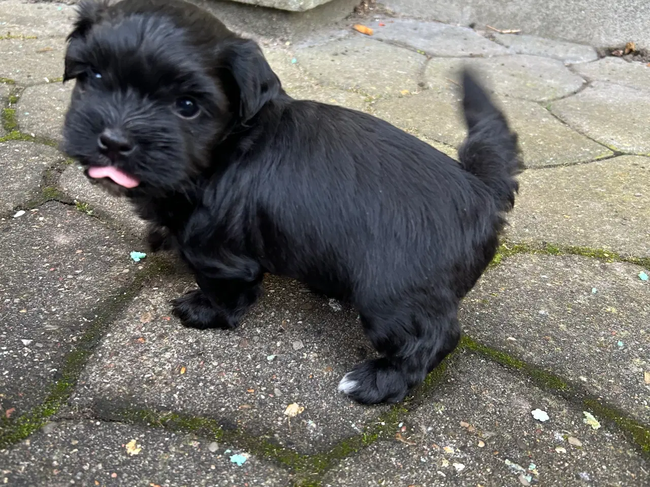 Billede 2 - Bichon Havanese. 8 uger d 29/11. NU KUN 1 TILBAGE 