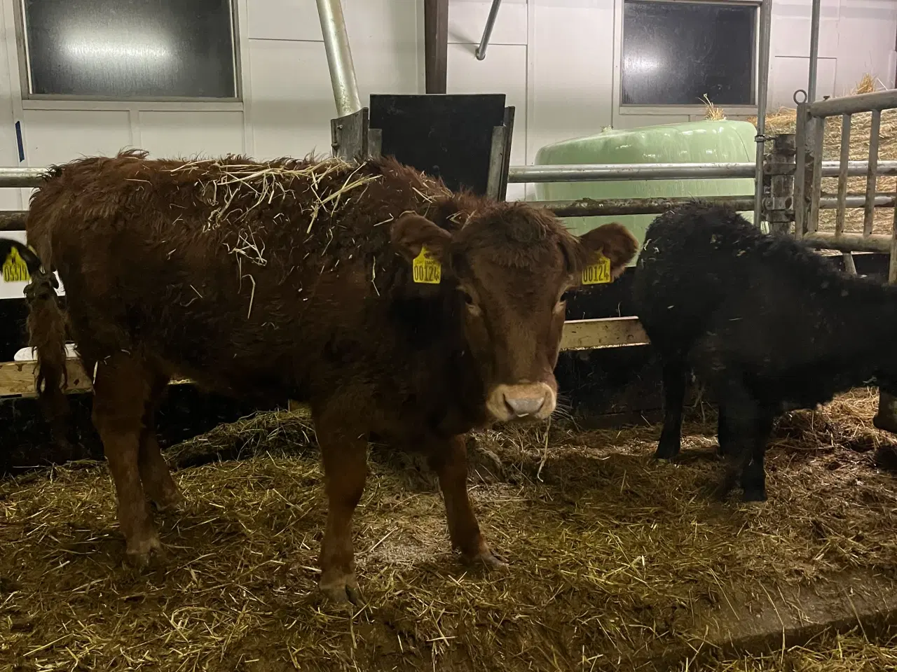 Billede 1 - Dexter kvier 