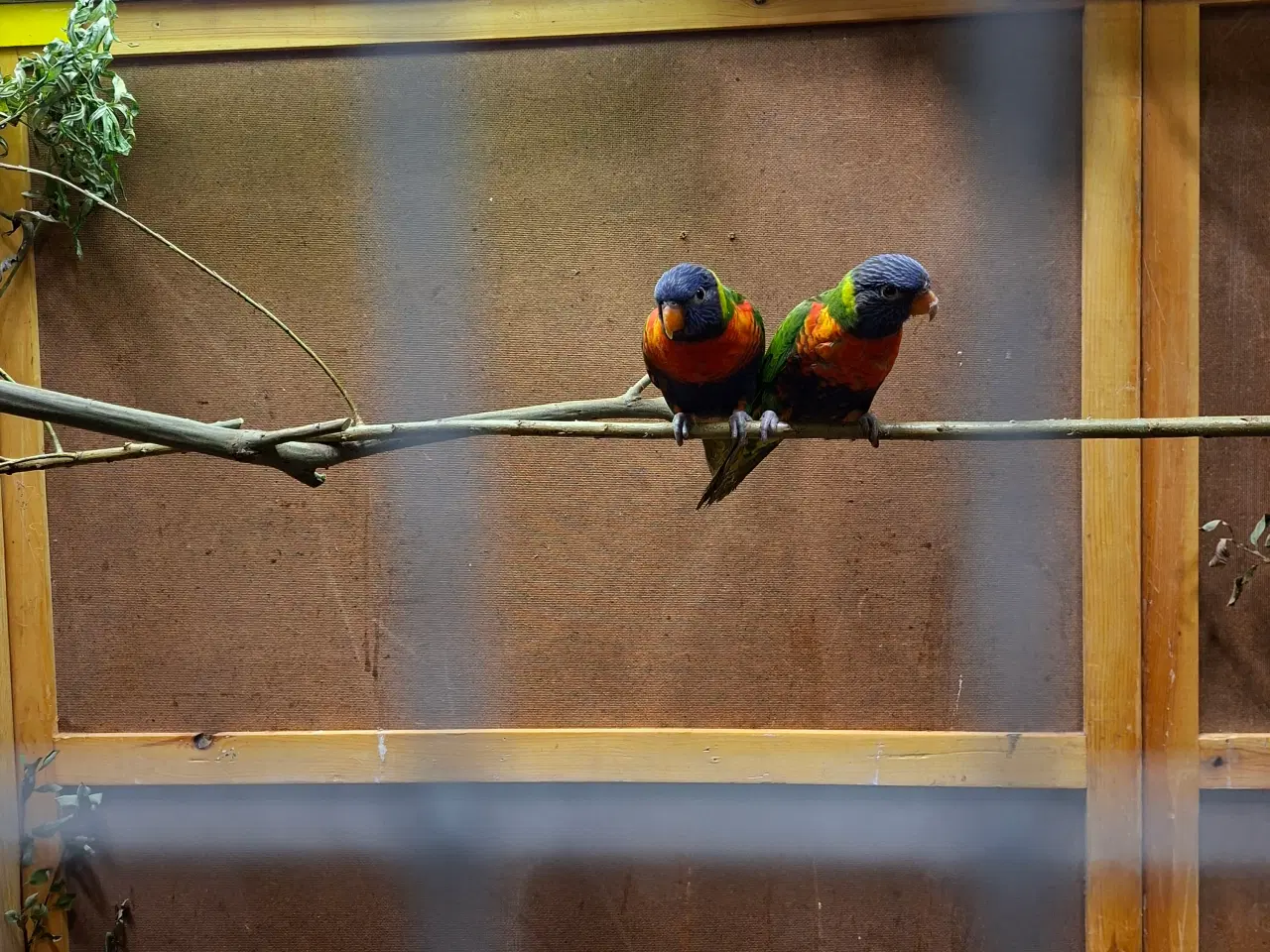 Billede 1 - Bjerglori