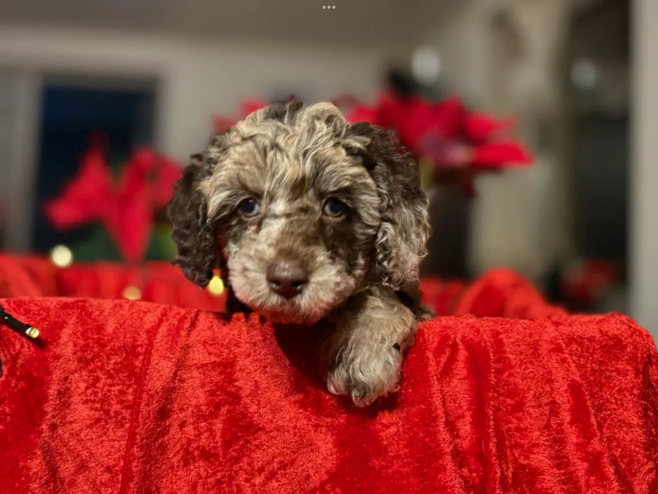 Billede 1 - Sødeste dværgpudder med stamtavle.