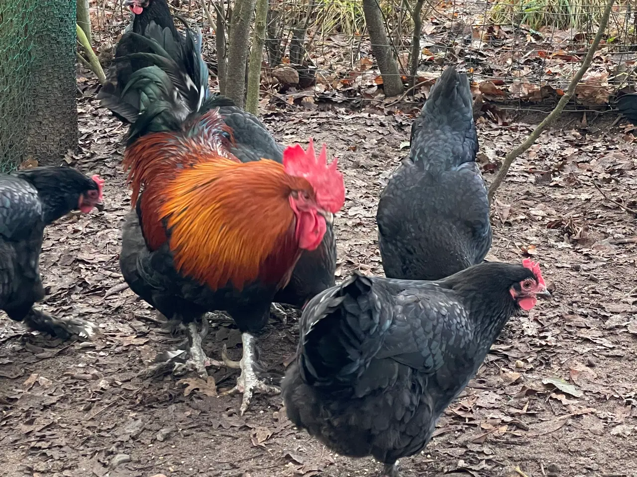 Billede 9 - Sort kopper Maran kyllinger 