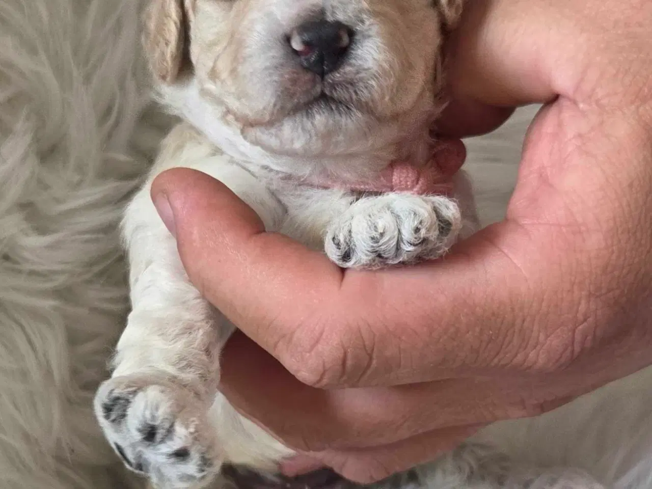 Billede 3 - F1b Cockapoo 