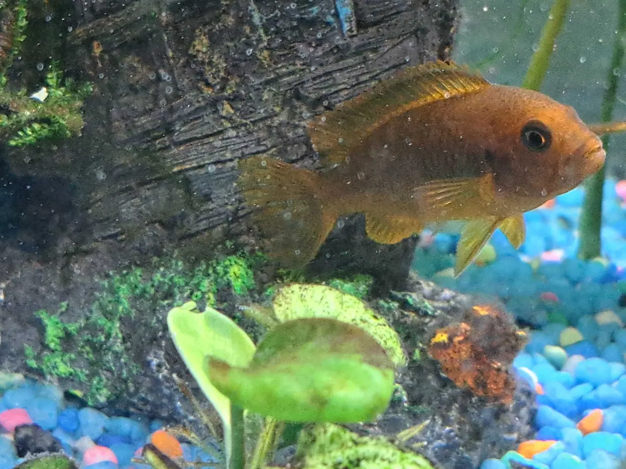 Billede 2 - Orange brunlig variant