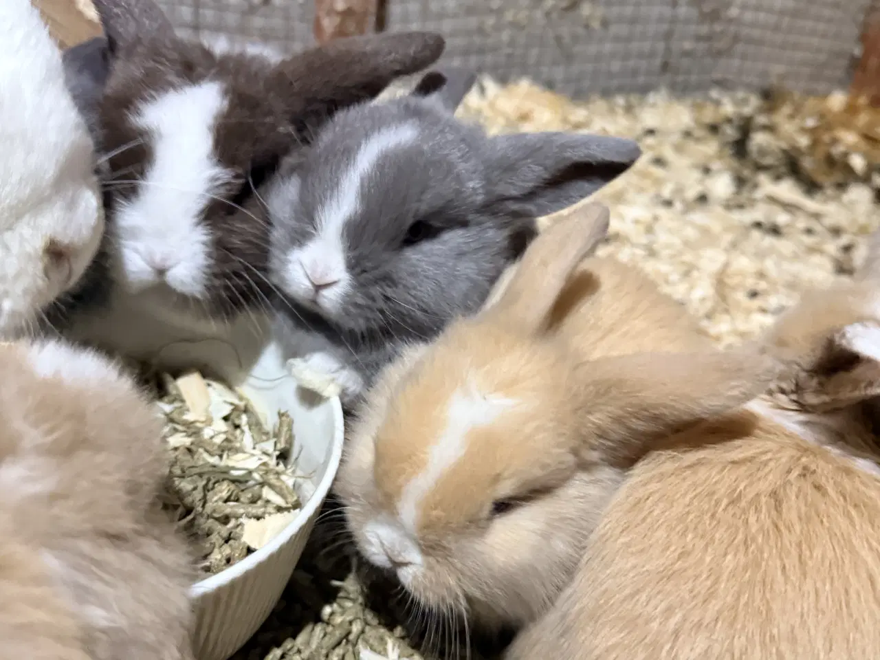 Billede 1 - Minilop kaninunger 