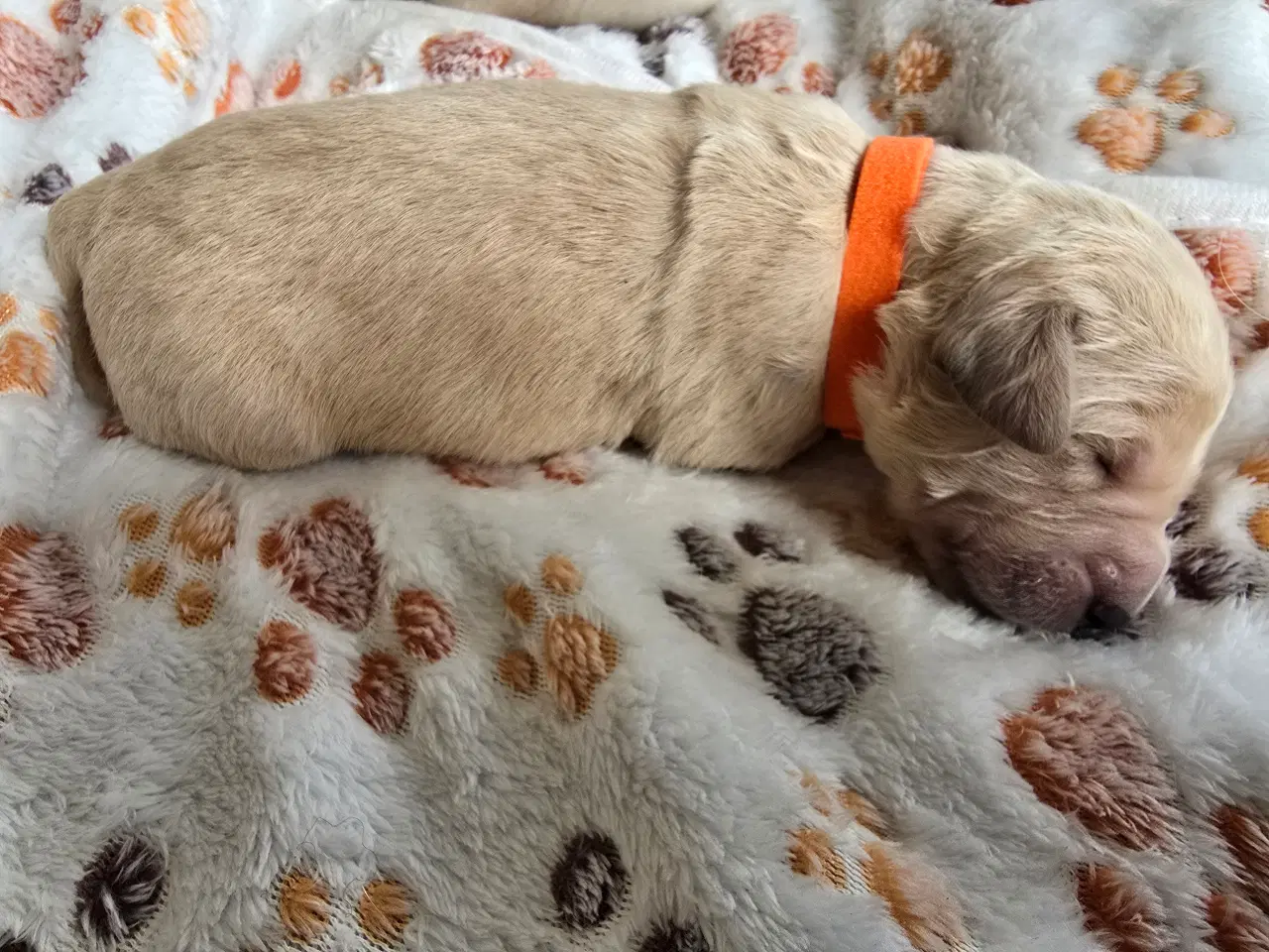 Billede 2 - Golden doodle hvalpe