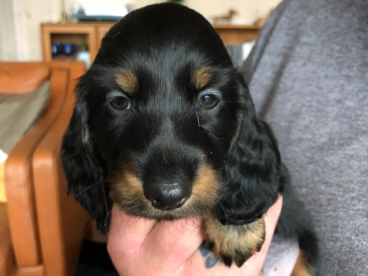 Billede 3 - Langhåret miniature gravhunde hvalpe