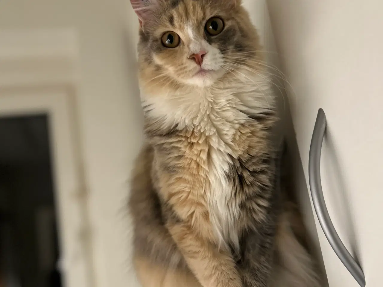 Billede 1 - Maine coon kat