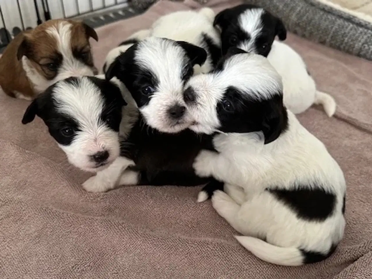 Billede 7 - Bichon Havanais-Jack Russel hvalpe