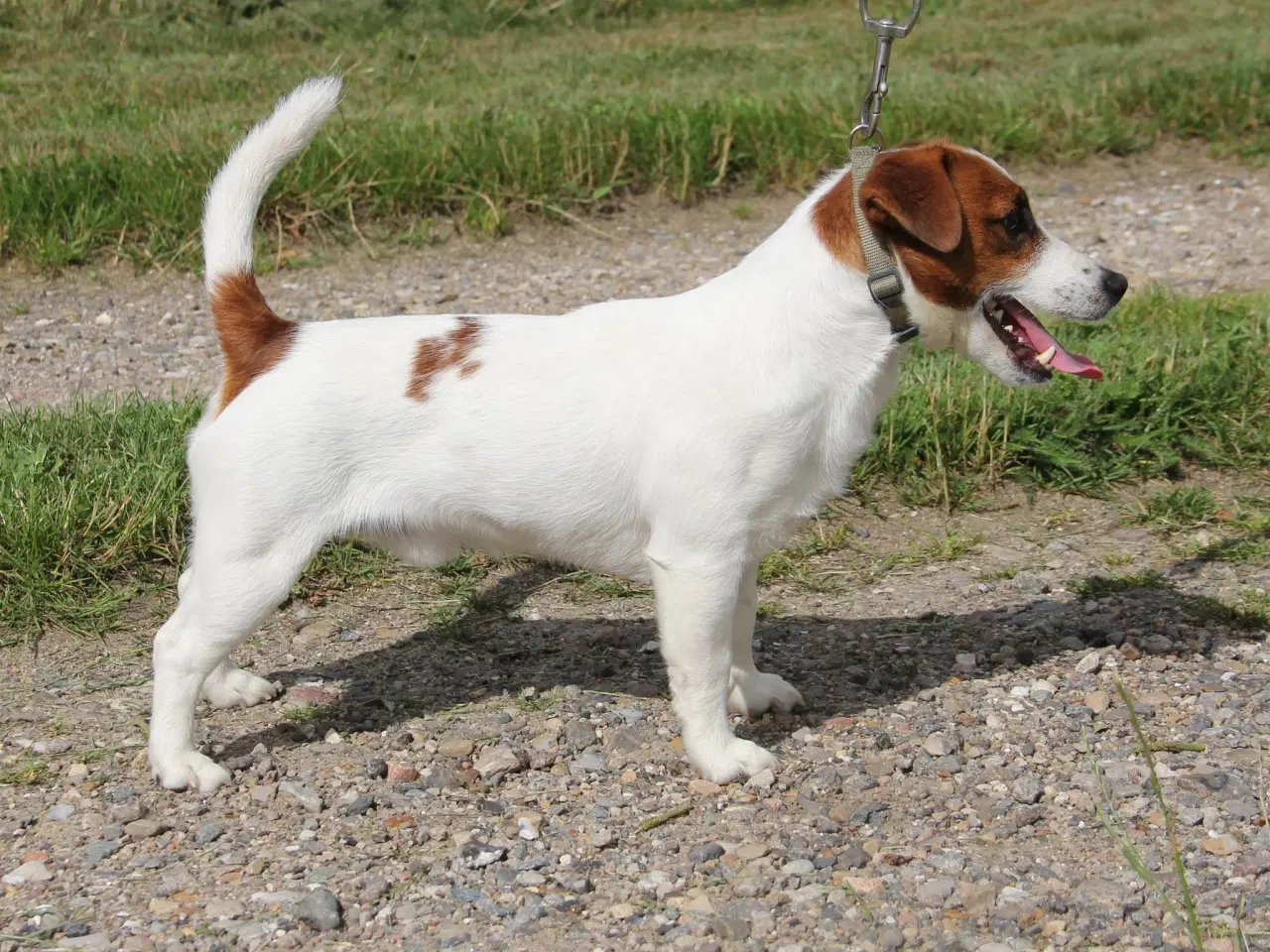 Billede 5 - Jack Russell Terrier