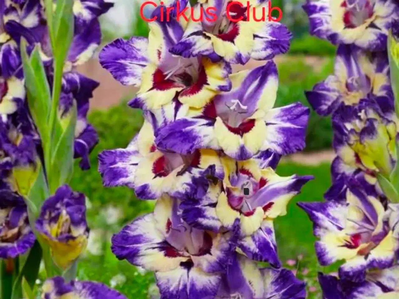 Billede 2 - Gladious dk's billigste