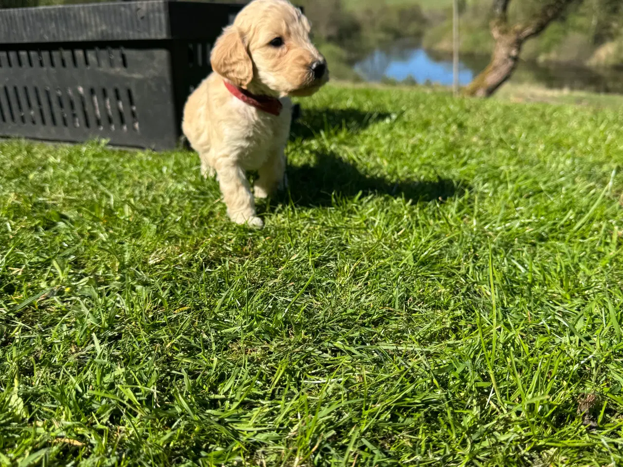 Billede 6 - Cockapoo / Cockerpoo / Doodle