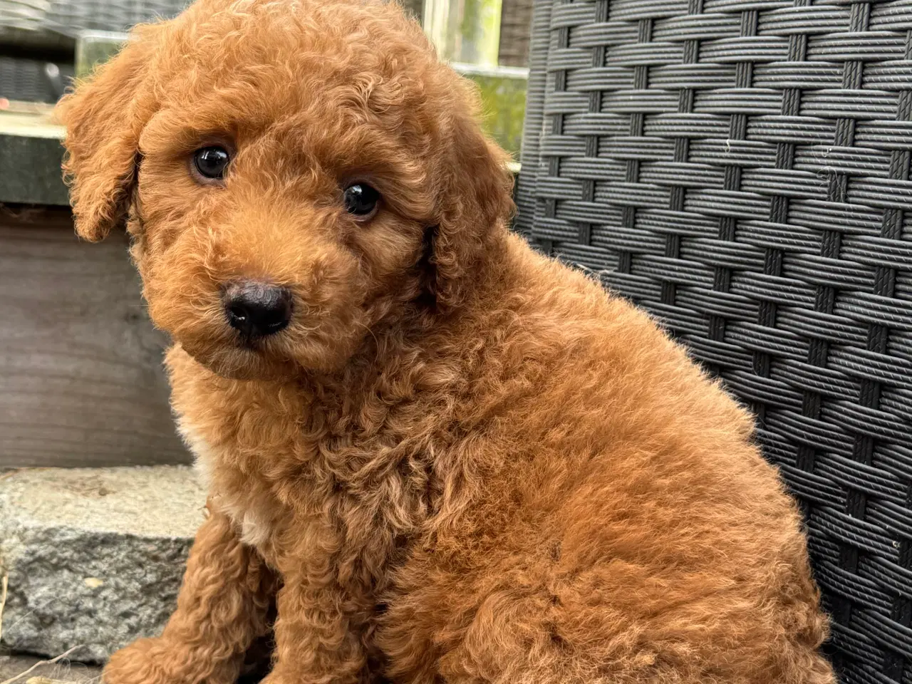 Billede 7 - Goldendoodle babyer 🥰🐾