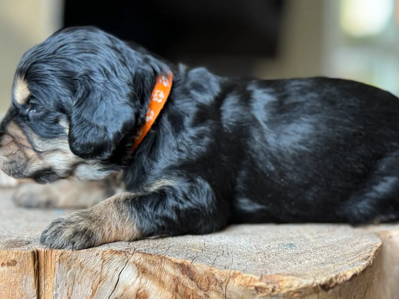 Billede 2 - Doodle eller Setter poo, kært barn har mange navne