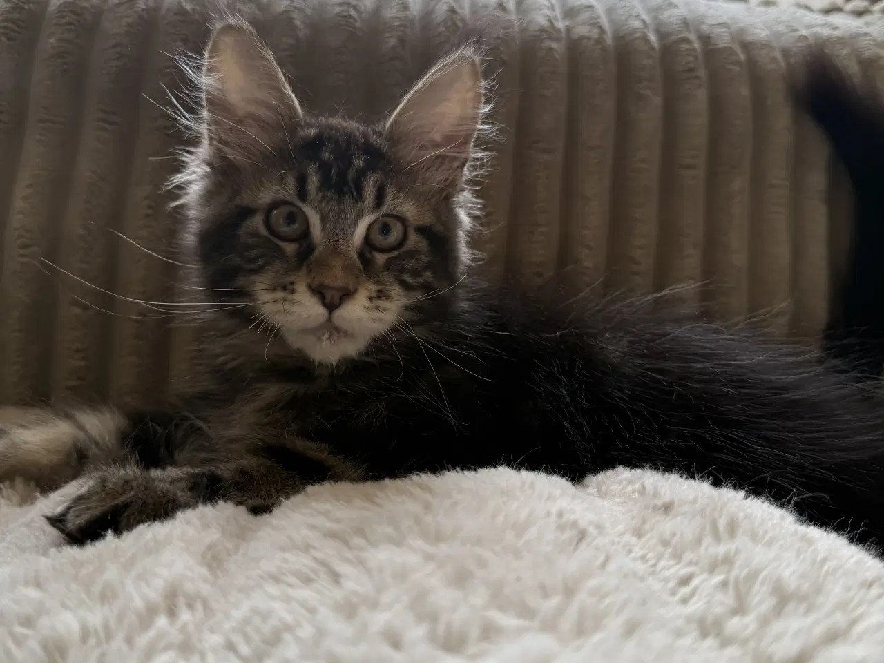 Billede 6 - Maine coon dreng med stamtavle