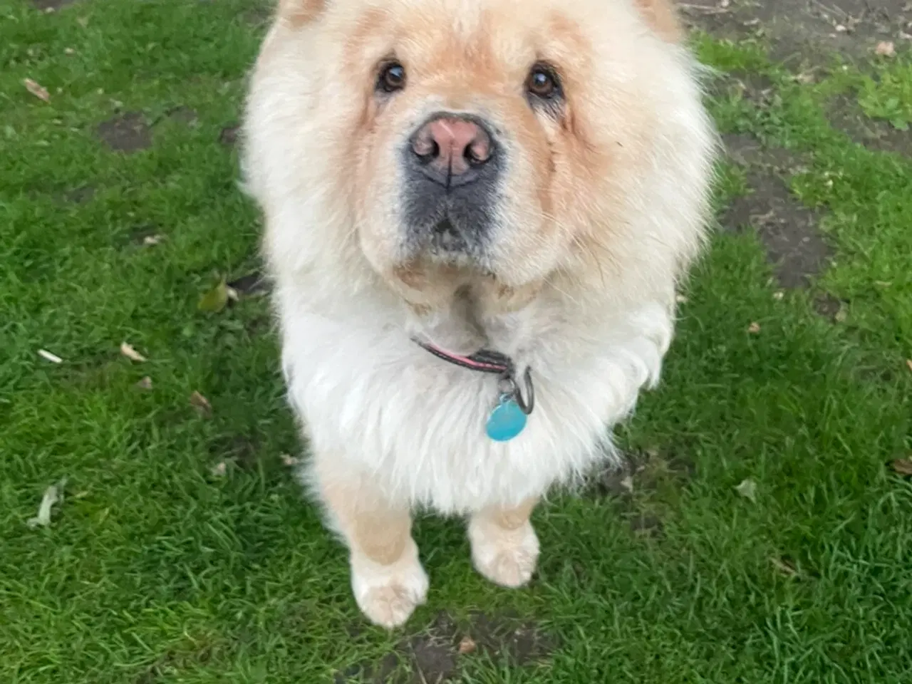 Billede 2 - Chow Chow hvalpe 