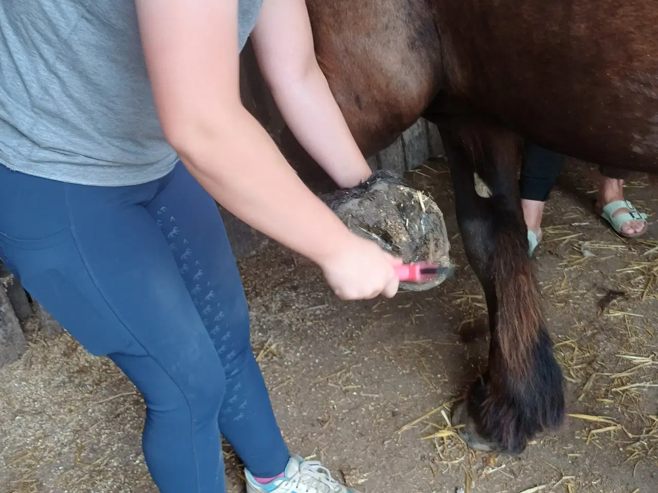 Billede 17 - 1 årig Jyskhest hingst sælges