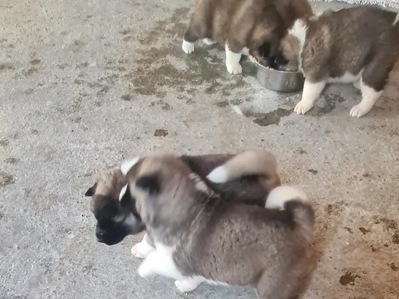 Billede 2 - Hundehvalpe Akita American 