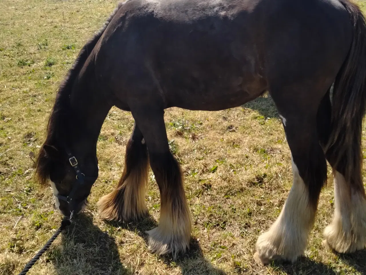 Billede 9 - Irish cob vallak tilsalg