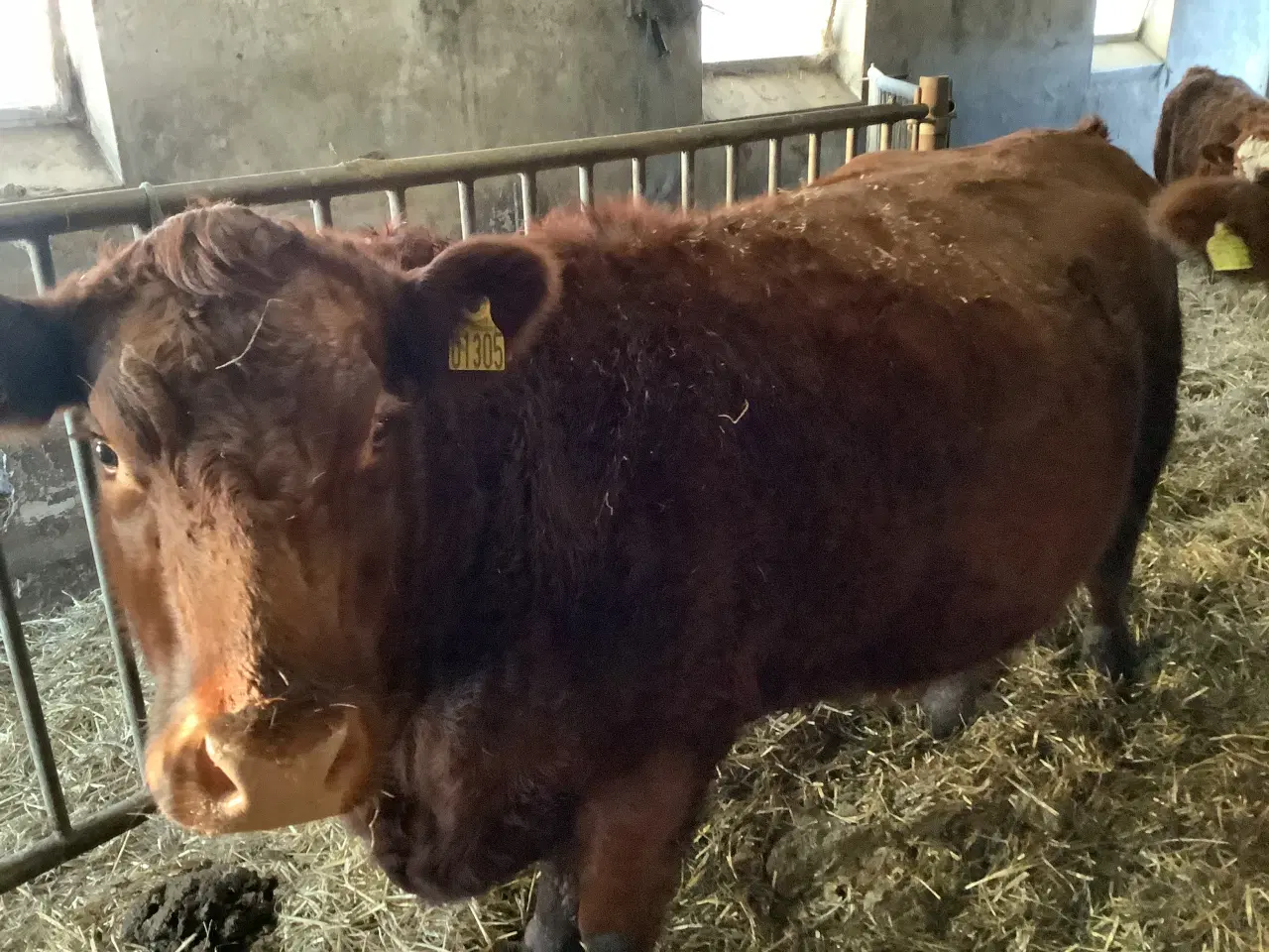 Billede 4 - Ammekøer