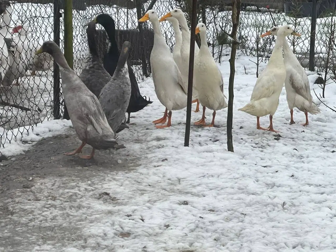 Billede 3 - Laufente 100DKK     dba  Løbeænder til salg i 6818