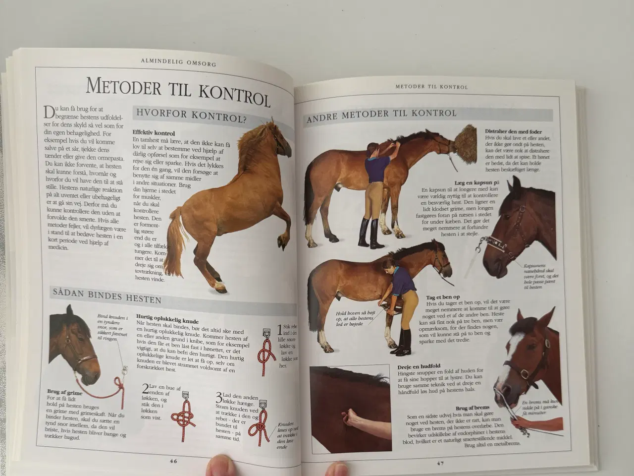 Billede 5 - Hesteejerens Håndbog - Ridehåndbog