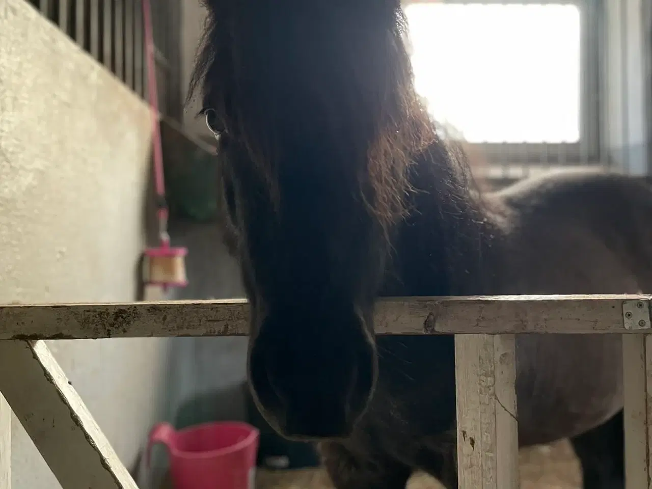 Billede 3 - Verdens sødeste pony søger nyt hjem