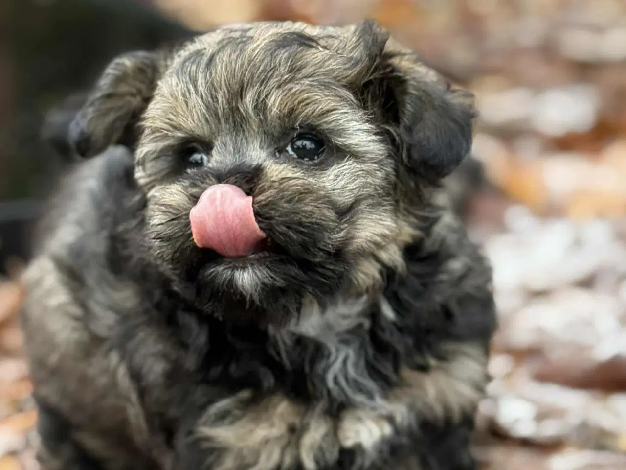Billede 7 - Reserveret til Søndag Allergivenlig taskehund