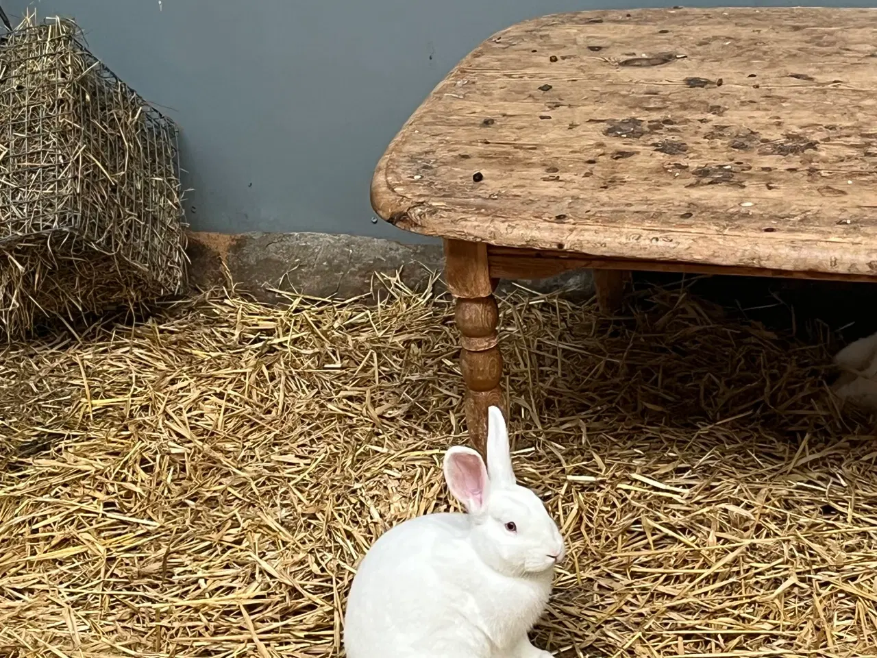 Billede 1 - 2 hunner