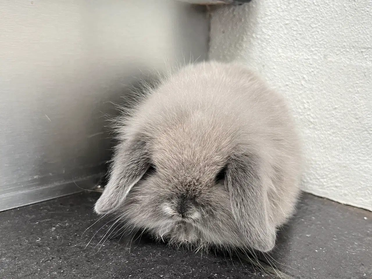 Billede 1 - Sød lille kninunge søger nyt kærligt hjem