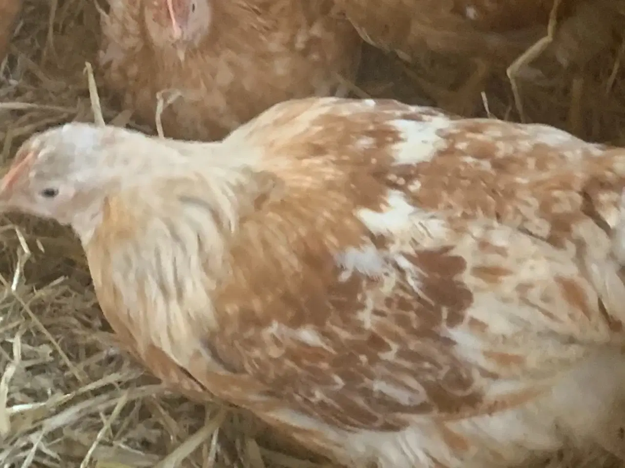 Billede 1 - Hønekyllinger