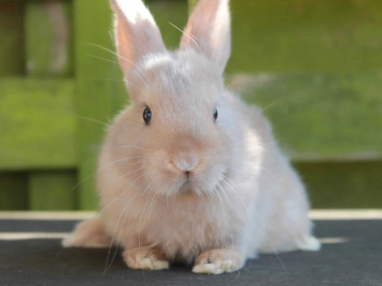 Billede 3 - Dværgvædder/Mini lop han og hun