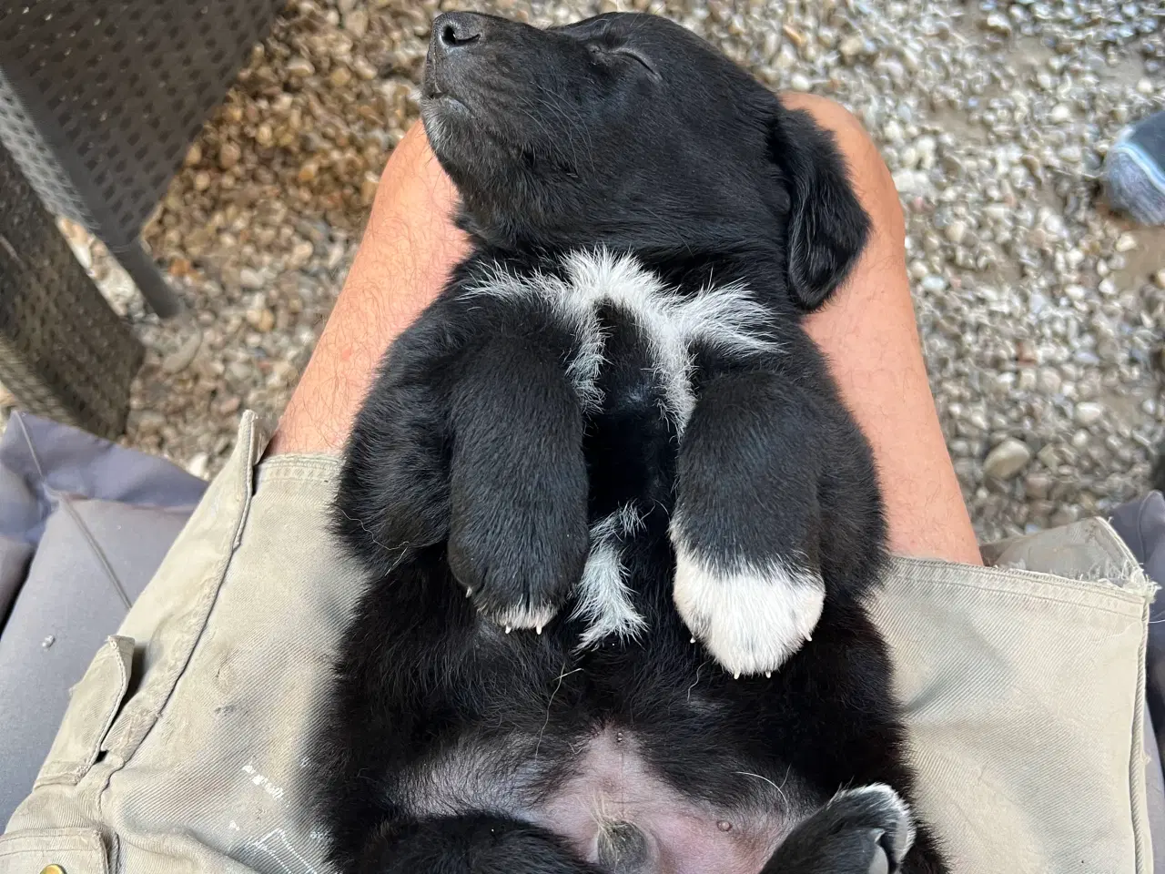 Billede 8 - Kleinemünsterlænder/schæfer hvalp