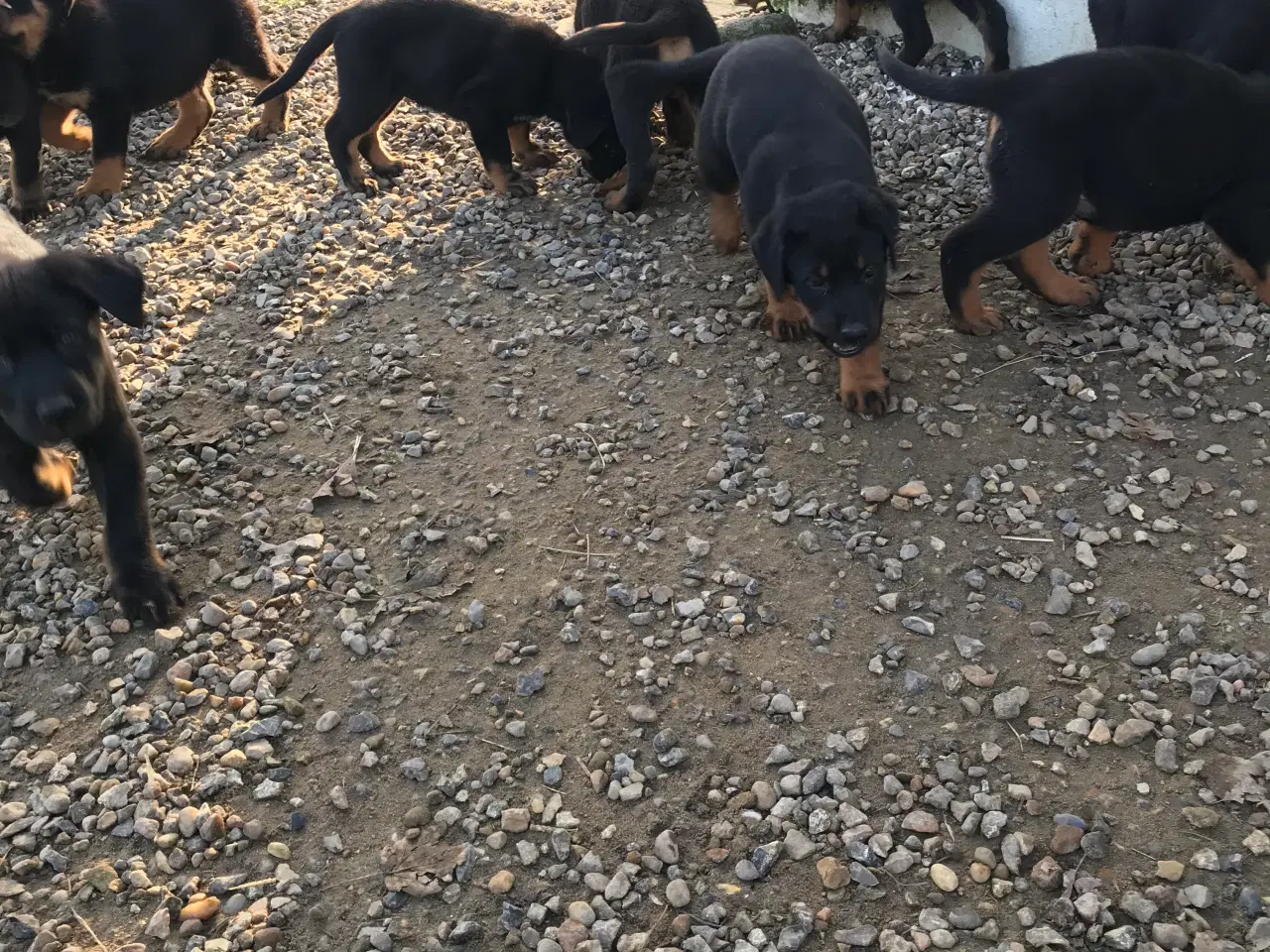 Billede 2 - Rottweiler/schæfer hvalpe
