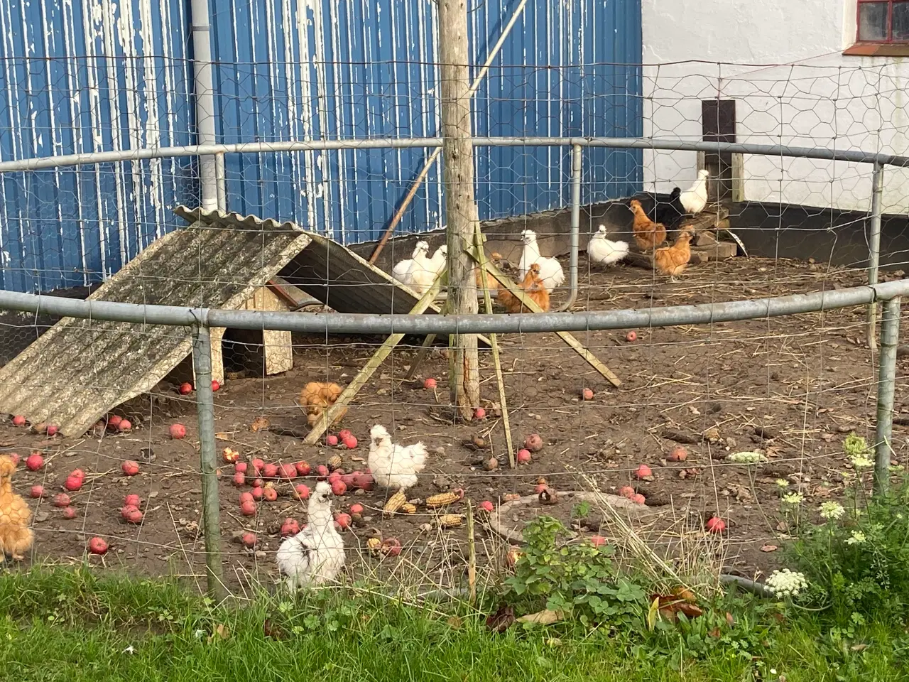 Billede 1 - Race- og farverene dværg silkeHANER