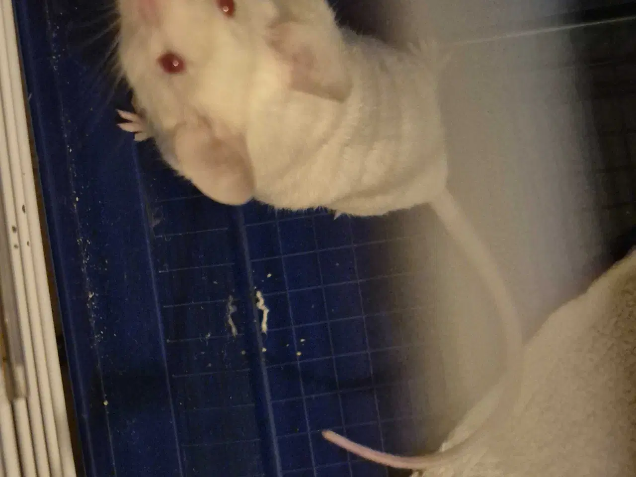 Billede 1 - Mus til salg - 30 kr 🐭