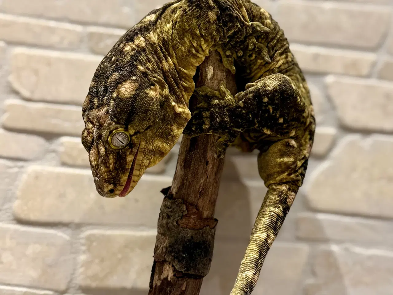 Billede 3 - Kæmpe gekko/ Leachianus moro