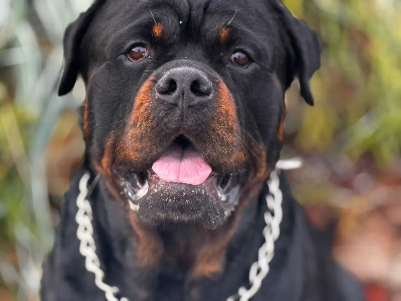 Billede 6 - M.B´Rottweiler Hvalpe