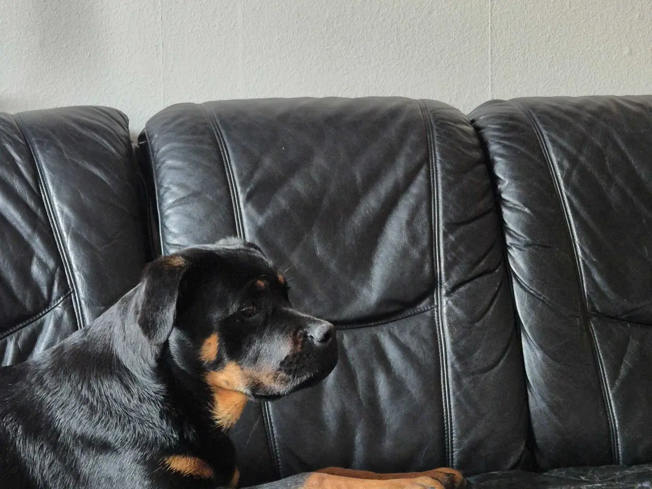 Billede 2 - Rottweiler 
