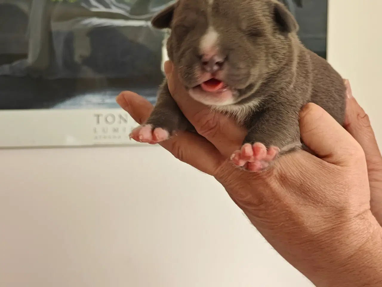 Billede 11 - American Bully hvalpe. 