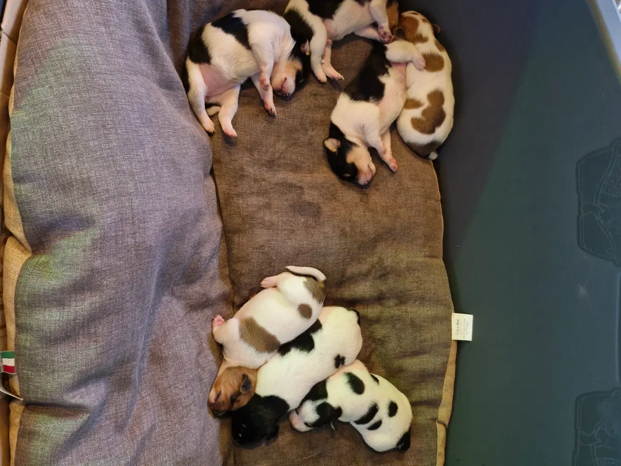 Billede 5 - Dansk Svensk gårdhunde Hvalpe