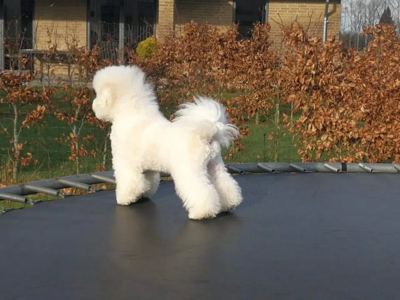 Billede 12 - Bichon Frise allergivenlige hvalpe