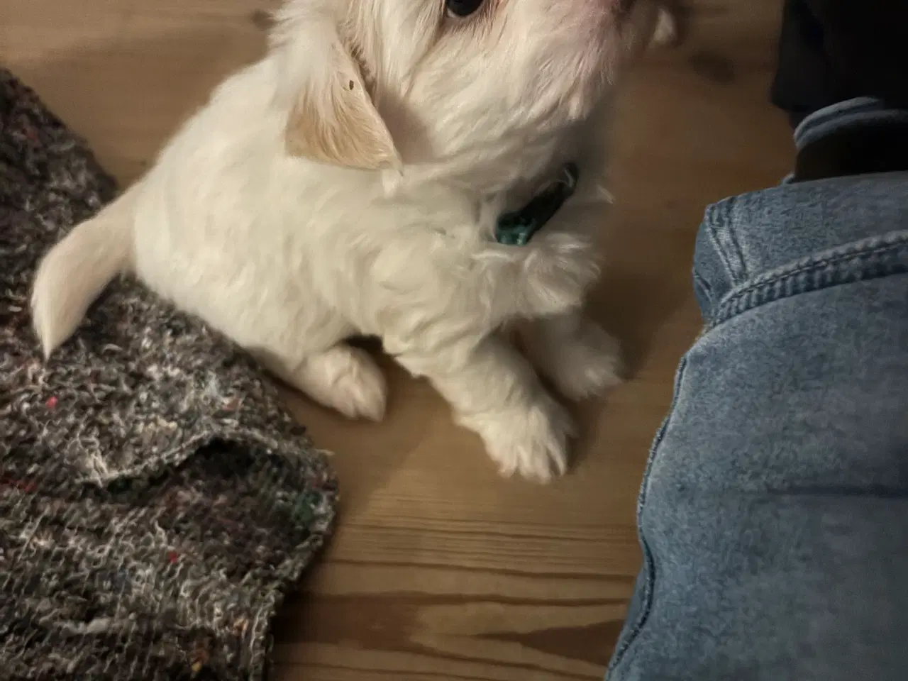 Billede 4 - Hundehvalpe 