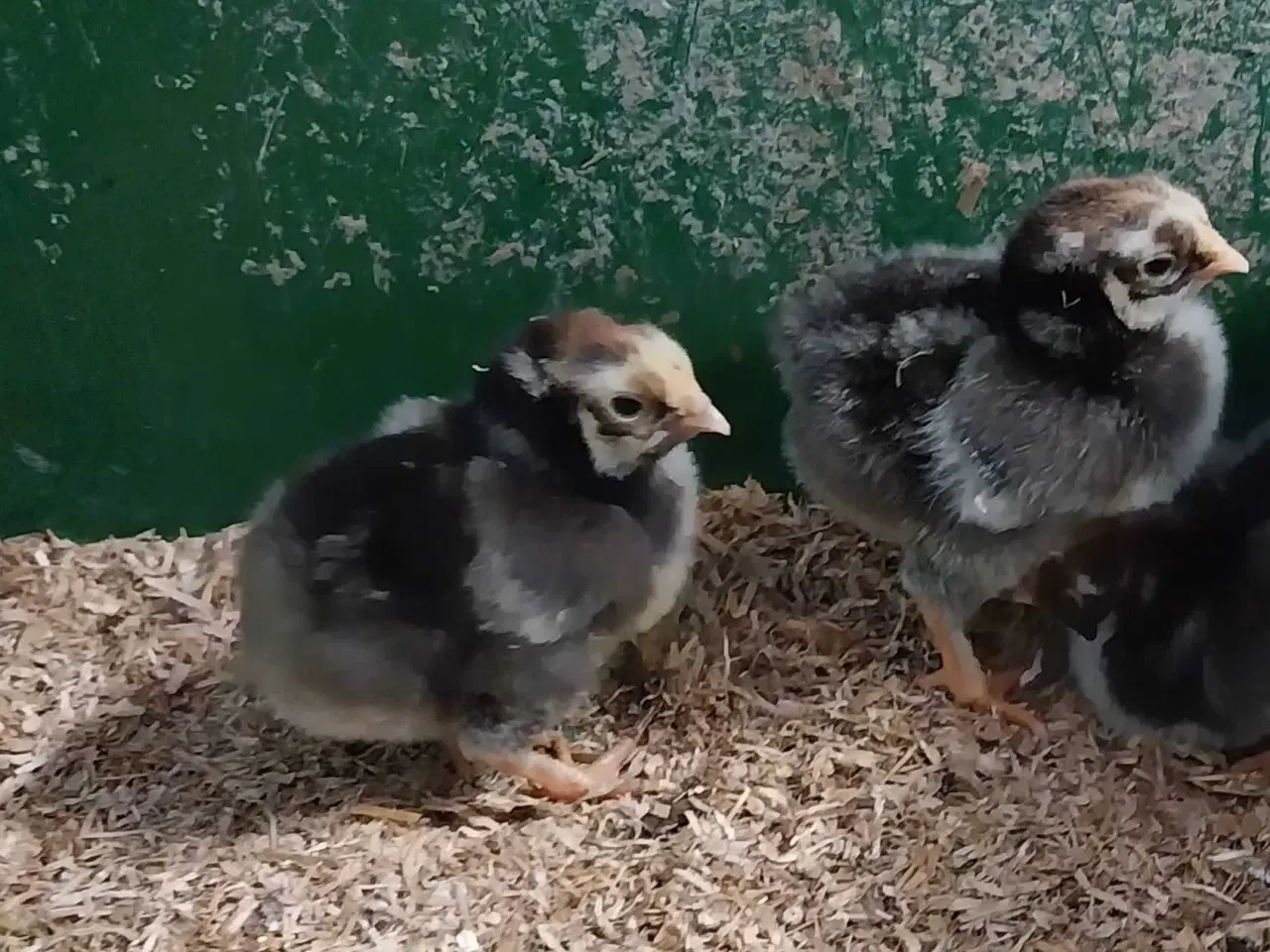 Billede 2 - Wyandotter kyllinger 