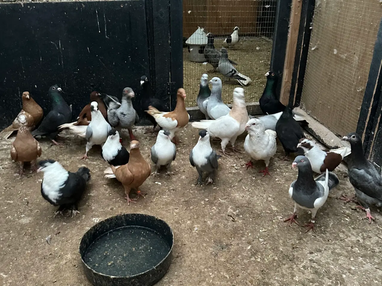 Billede 13 - Mange forskellige Arbisk race due