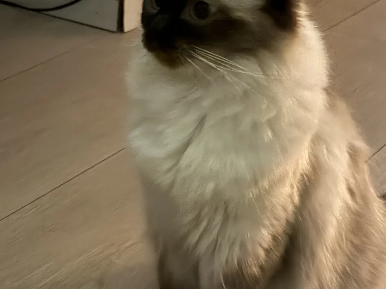 Billede 1 - Hun ragdoll