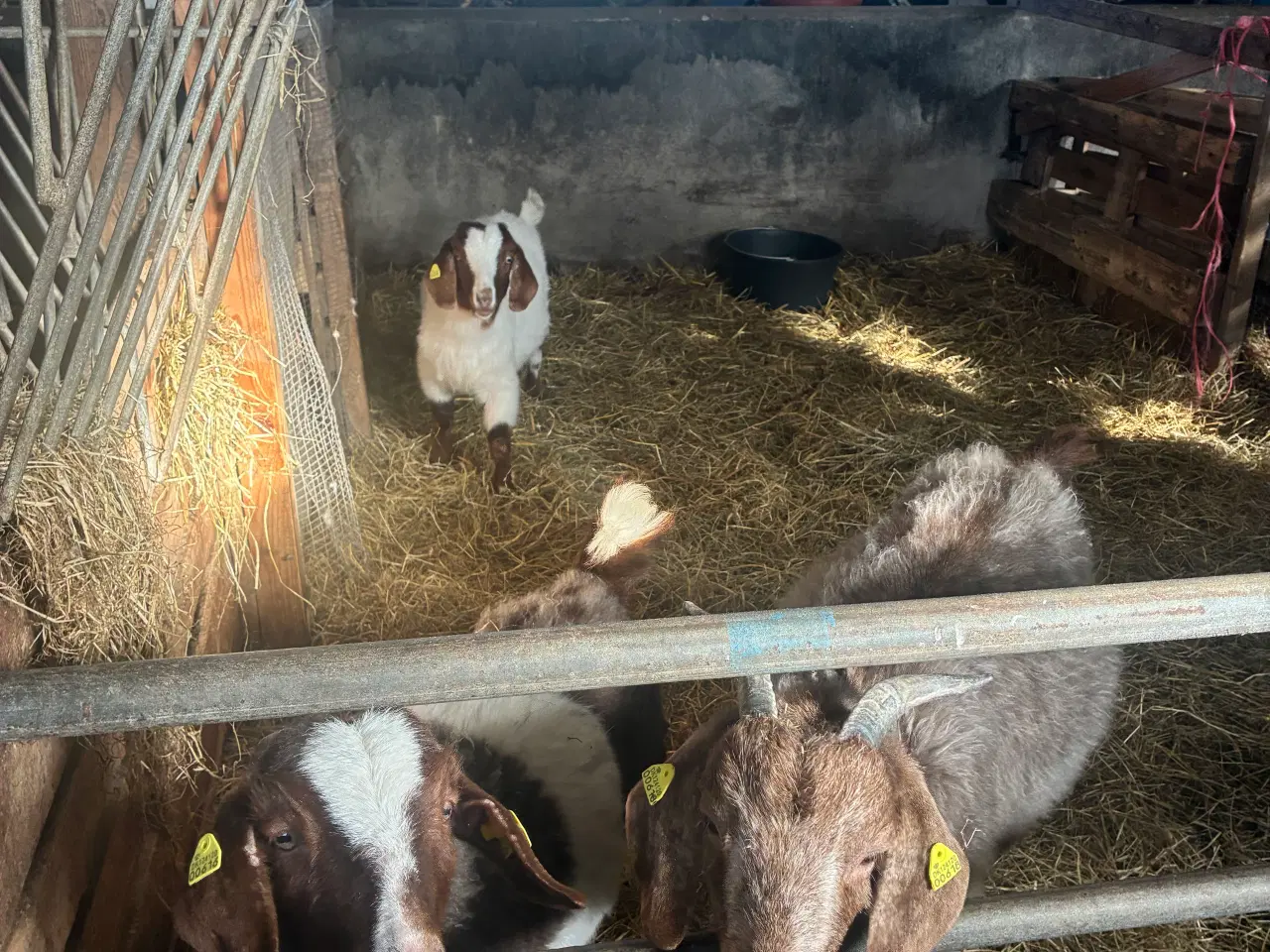 Billede 1 - Gimmer & bukke 