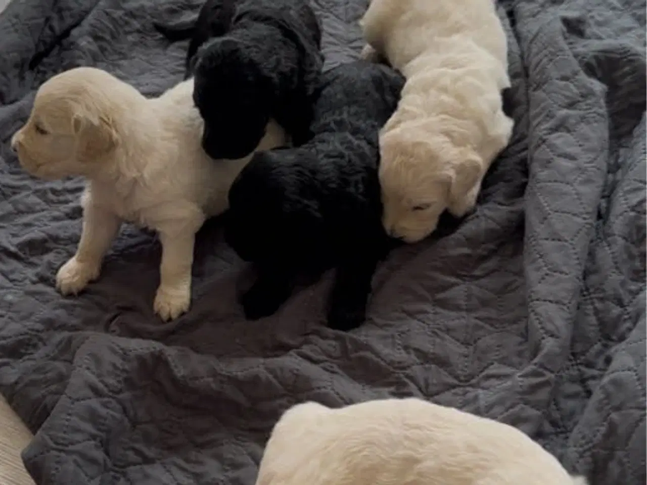Billede 3 - Goldendoodles hvalpe 